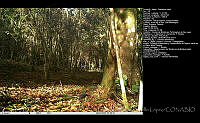 FJBL0146 Cyanolyca nanus.jpg