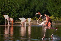 JCAD 018 Phoenicopterus ruber.jpg