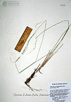 DZAJ585 Eragrostis curvula.JPG