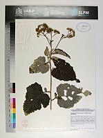 JAdNV0339 Parthenium fruticosum.JPG