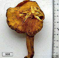 CBA0147 Cantharellus sp..JPG