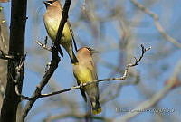 MGaves 816 Bombycilla cedrorum.jpg