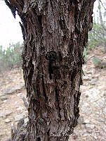 OTVHK040-818 Prosopis laevigata.TIF