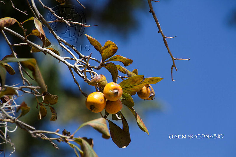3R%2000720%20Crataegus%20mexicana.tif.nyeG 7z1MeF3OWdjQA3g0JtbmFja29CbnFuZ3NAbXJ6LGtwZwA.xsOeEncejz