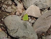 ADJ0076 Cyanophrys longula.jpg