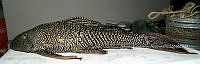 HE009 P 0143 Hypostomus punctatus.jpg