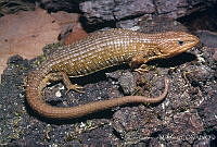 LCM0020 Barisia imbricata.jpg