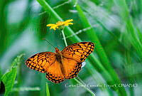CDGT002 Euptoieta hegesia.jpg