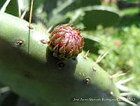JAMR01 Opuntia sp..jpg