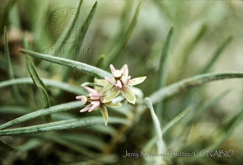 287%20Asclepias%20angustifolia.jpg.nyf 9eX1MUnBF3VhQA3g0JtbmFja29CbnFuZ3NAbXJ6LGtwZwA.gAePHG0fpe