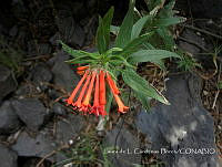 LCF0164 Bouvardia ternifolia.jpg