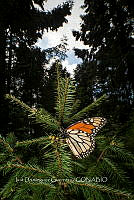 IDG1841 Danaus plexippus.jpg