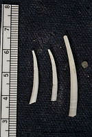 KT014 0143 Tesseracme tesseragona.JPG