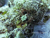 NE018 0798 Elysia crispata.jpg