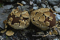 MN6PyH0040 Lycoperdon marginatum.jpg