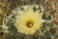 MGplan0054 Mammillaria sp..jpg