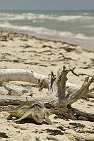 PC0091 Lepidochelys olivacea.jpg