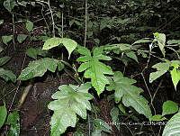 JF092 1255 Philodendron anisotomum.jpg