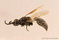 AGDE019-522 Tiphia canamexica.jpg