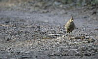 AAKVDH 0682 Callipepla douglasii.JPG