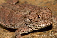 ECA0254 Phrynosoma orbiculare.jpg