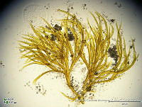 KT018 0099 Dichothrix orsiniana.jpg