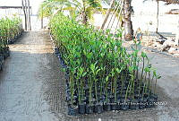 FN005 8 058 Batis maritima.jpg