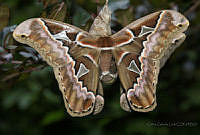 CGL4328 Rothschildia orizaba.jpg