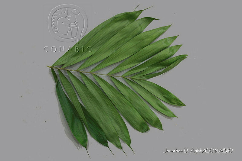 JDA%20D%2006266%20Chamaedorea%20elegans.jpg.nSj8 Yj0MbE9k0VjQA3g0JtbmFja29CbnFuZ3NAbXJ6LGtwZwA.OG1qu1BYXY