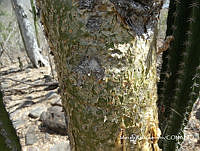 MRG-2018-656 Bursera fagaroides (MEGA-27FEB18-c).JPG