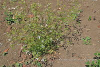 SG019 0362 Coriandrum sativum.jpg