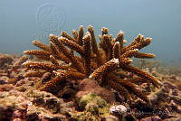 SMM003 Acropora cervicornis.jpg