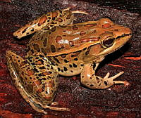 ISZ0040 Lithobates berlandieri.jpg