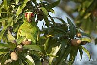 MASM07957 Amazona albifrons.jpg