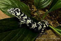 MDL0004 Abronia deppii.jpg