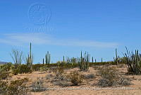 LI005 0009 Larrea tridentata, Lophocereus schottii, Carnegiea gigantea.jpg