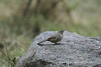 JRRO0277 Melozone fusca.jpg