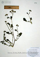 DZAJ012 Phacelia bombycina.JPG