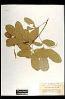 102004 Quercus chihuahuensis.jpg