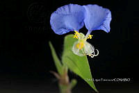 Zongo 2547 Commelina erecta.jpg