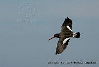 AAKVDH 0110  Haematopus palliatus.JPG