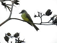 CAR 0005 Tyrannus melancholicus.jpg