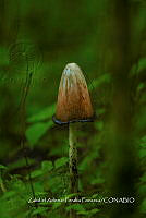 ZAPF 0668 Coprinus  atramentarius.jpg
