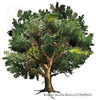 RAA0112 Quercus rugosa.jpg