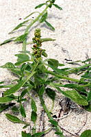 JF078 0023 Amaranthus arenicola.jpg