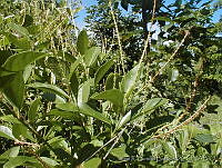 JRBBBK031-124 Coccoloba belizensis.jpg