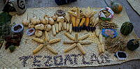 FBA0857 Zea mays.jpg