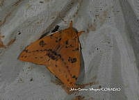 JBV067 Automeris io.JPG