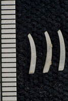 KT014 0136 Siphonodentalium quadrifissatum.JPG