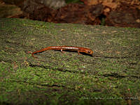 JLALyEPA0002 Chiropterotriton lavae.jpg